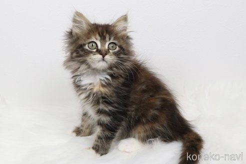 販売中の愛知県のスコティッシュフォールド-113332の3枚目