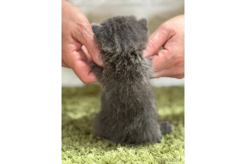 販売中の埼玉県のブリティッシュショートヘア-115869の3枚目