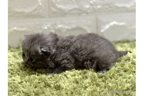 販売中の埼玉県のブリティッシュショートヘア-115869の4枚目