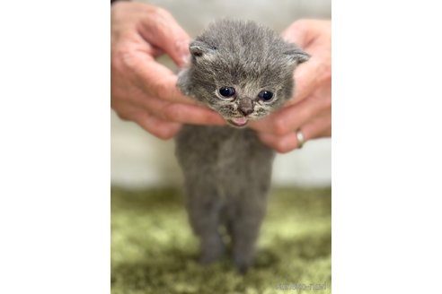 販売中の埼玉県のブリティッシュショートヘア-115870の4枚目