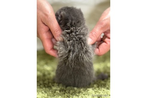 販売中の埼玉県のブリティッシュショートヘア-115870の2枚目