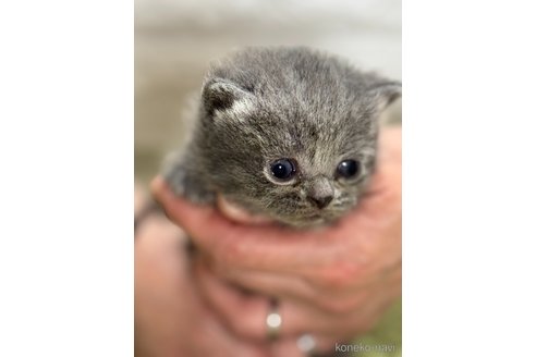 販売中の埼玉県のブリティッシュショートヘア-115870の1枚目