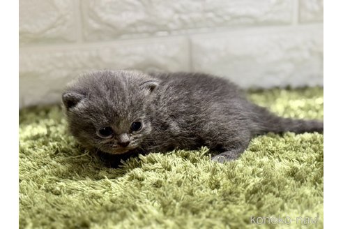 販売中の埼玉県のブリティッシュショートヘア-115870の3枚目