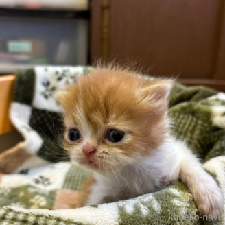 販売中の千葉県のエキゾチックロングヘア-116414