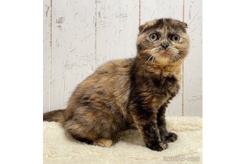 販売中の千葉県のスコティッシュフォールド-111656の3枚目