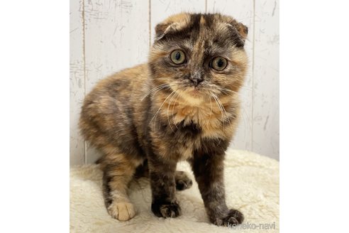 販売中の千葉県のスコティッシュフォールド-111656の2枚目
