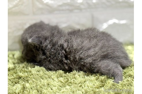 販売中の埼玉県のブリティッシュショートヘア-115871の4枚目