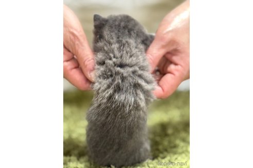 販売中の埼玉県のブリティッシュショートヘア-115871の3枚目