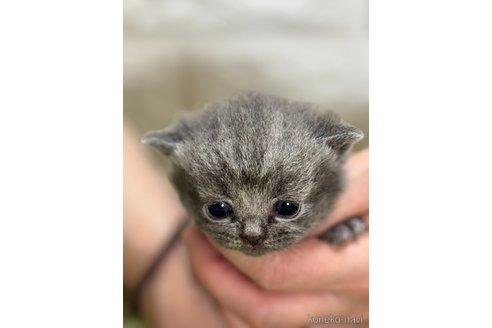 販売中の埼玉県のブリティッシュショートヘア-115871の1枚目
