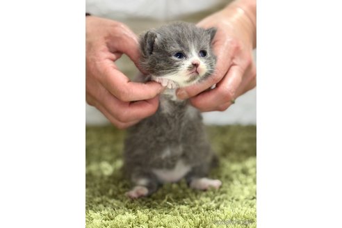 販売中の埼玉県のブリティッシュショートヘア-115872の3枚目
