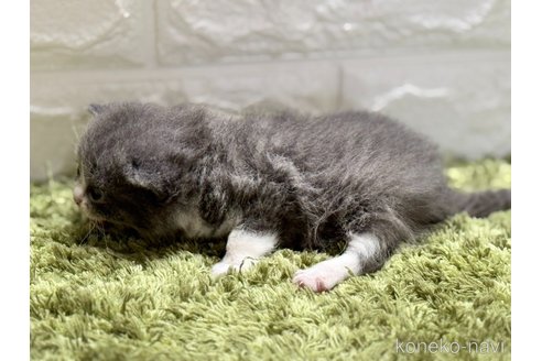 販売中の埼玉県のブリティッシュショートヘア-115872の4枚目