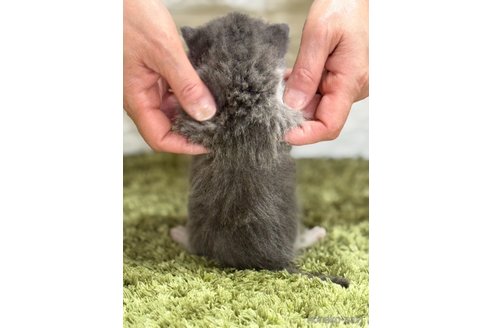 販売中の埼玉県のブリティッシュショートヘア-115872の2枚目