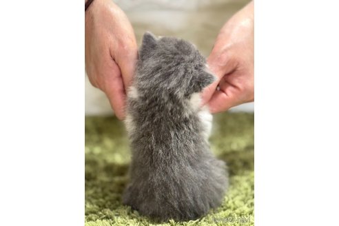 販売中の埼玉県のブリティッシュショートヘア-115873の4枚目