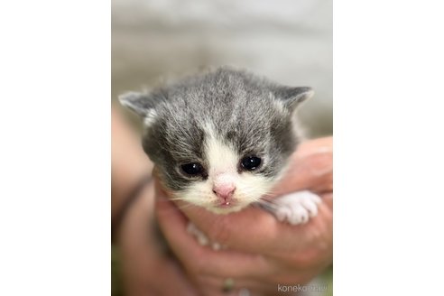 販売中の埼玉県のブリティッシュショートヘア-115873
