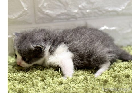 販売中の埼玉県のブリティッシュショートヘア-115873の2枚目