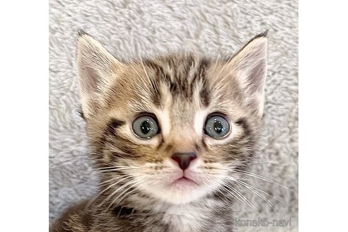 商談中の福島県のアメリカンショートヘア-115875の1枚目