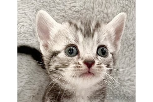 販売中の福島県のアメリカンショートヘア-115876