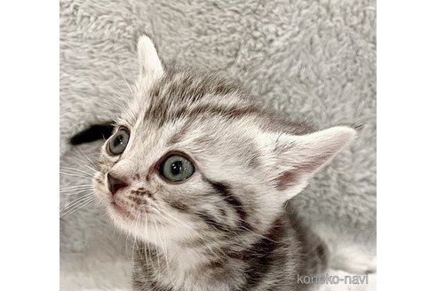 販売中の福島県のアメリカンショートヘア-115876の3枚目