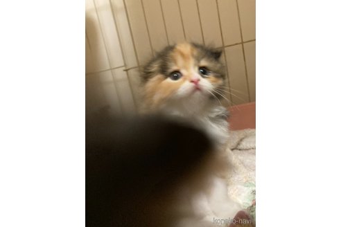 販売中の三重県のスコティッシュフォールド(折れ耳)-115877の2枚目
