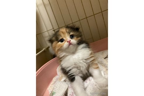 販売中の三重県のスコティッシュフォールド(折れ耳)-115877の3枚目