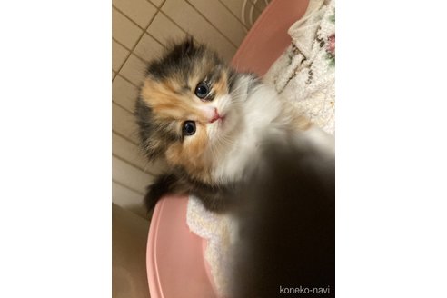 販売中の三重県のスコティッシュフォールド(折れ耳)-115877の4枚目