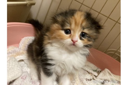 販売中の三重県のスコティッシュフォールド(折れ耳)-115877の1枚目
