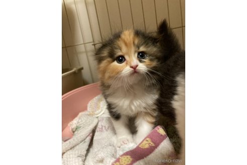 販売中の三重県のスコティッシュフォールド(折れ耳)-115877の5枚目