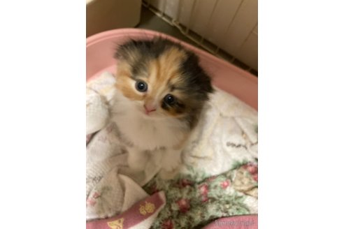 販売中の三重県のスコティッシュフォールド(折れ耳)-115877の6枚目
