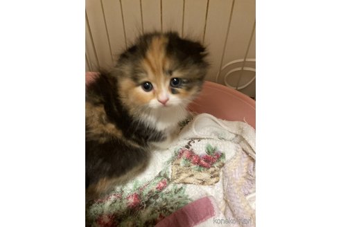 販売中の三重県のスコティッシュフォールド(折れ耳)-115877の7枚目