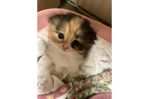 販売中の三重県のスコティッシュフォールド(折れ耳)-115877の9枚目