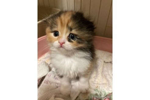販売中の三重県のスコティッシュフォールド(折れ耳)-115877の8枚目