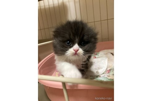 販売中の三重県のスコティッシュフォールド(折れ耳)-115878の7枚目