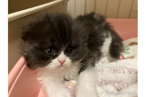 販売中の三重県のスコティッシュフォールド(折れ耳)-115878
