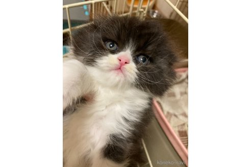 販売中の三重県のスコティッシュフォールド(折れ耳)-115878の3枚目