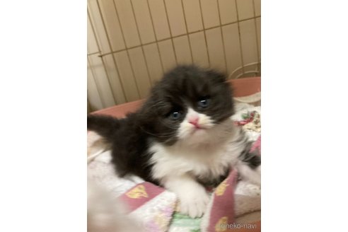 販売中の三重県のスコティッシュフォールド(折れ耳)-115878の4枚目