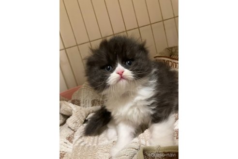 販売中の三重県のスコティッシュフォールド(折れ耳)-115878の6枚目