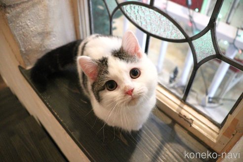 販売中の大阪府のマンチカン(短足)-109273