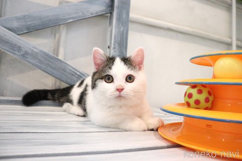 販売中の大阪府のマンチカン(短足)-109273の6枚目