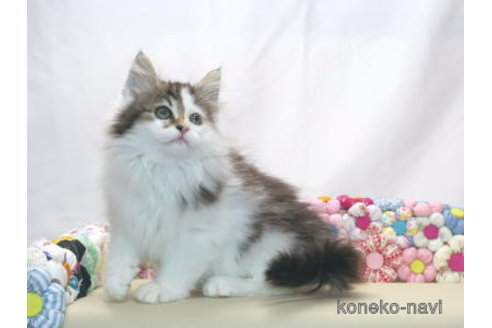 販売中の静岡県のノルウェージャンフォレストキャット-114863の1枚目