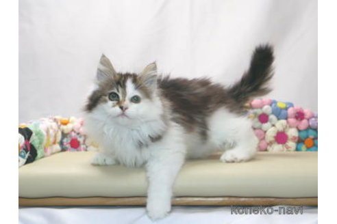 販売中の静岡県のノルウェージャンフォレストキャット-114863の4枚目