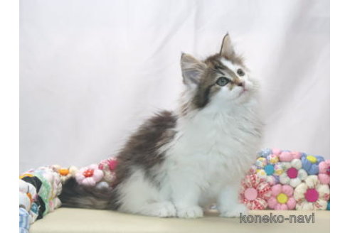 販売中の静岡県のノルウェージャンフォレストキャット-114863の3枚目