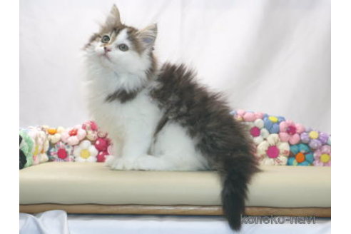 販売中の静岡県のノルウェージャンフォレストキャット-114863の2枚目