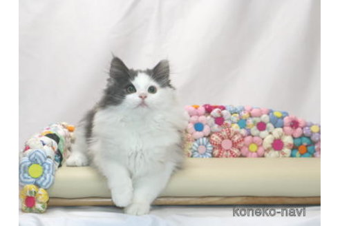 販売中の静岡県のノルウェージャンフォレストキャット-115888の3枚目