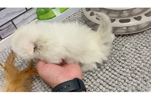 販売中の福岡県のマンチカン(短足)-115887の5枚目