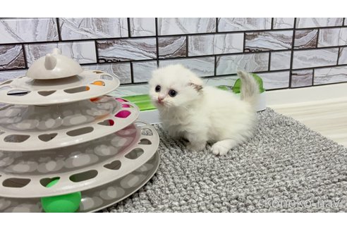 販売中の福岡県のマンチカン(短足)-115887の6枚目