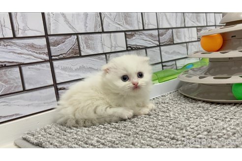 販売中の福岡県のマンチカン(短足)-115887の2枚目