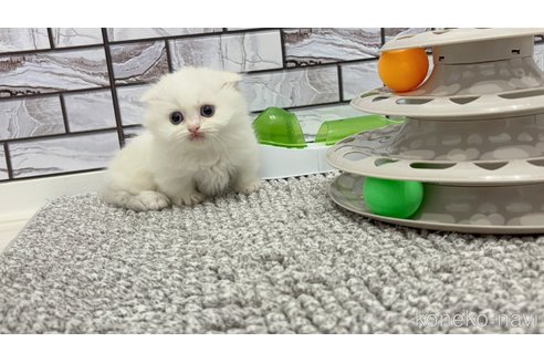 販売中の福岡県のマンチカン(短足)-115887の1枚目