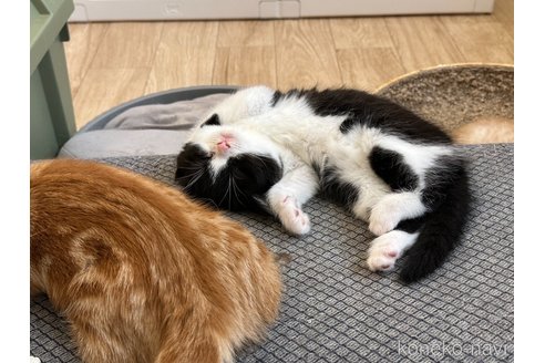 販売中の徳島県のミヌエット-115890の12枚目
