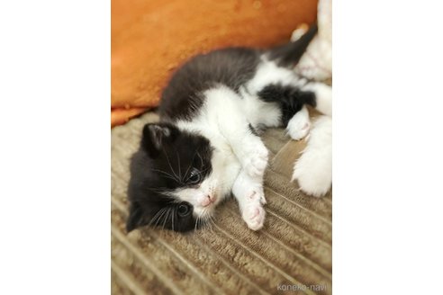 販売中の徳島県のミヌエット-115890の8枚目