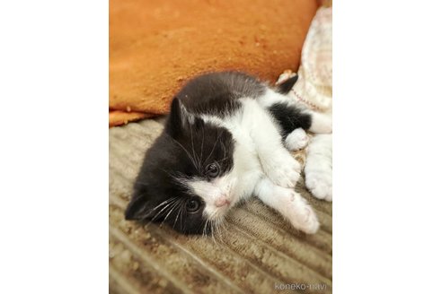 販売中の徳島県のミヌエット-115890の11枚目